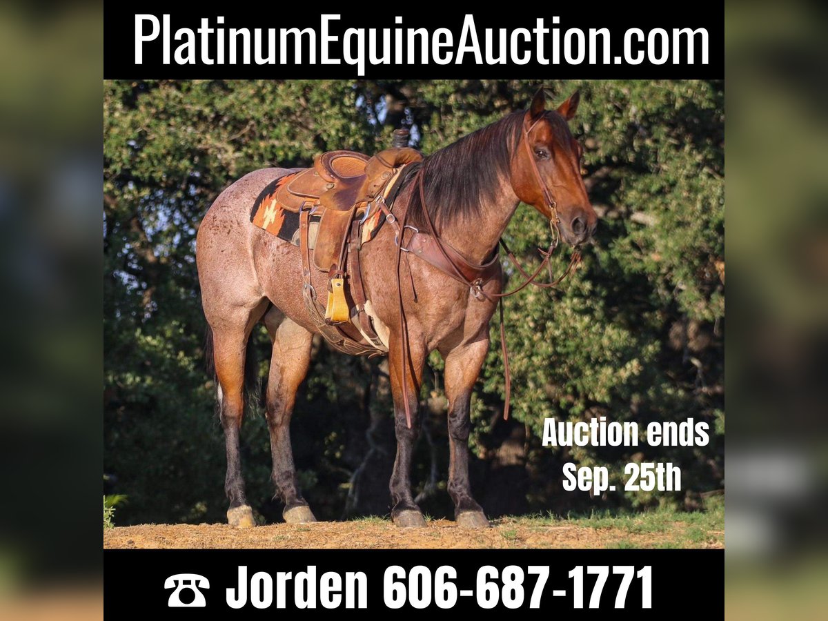 Quarter horse américain Hongre 14 Ans 157 cm Roan-Bay in Cleburne TX