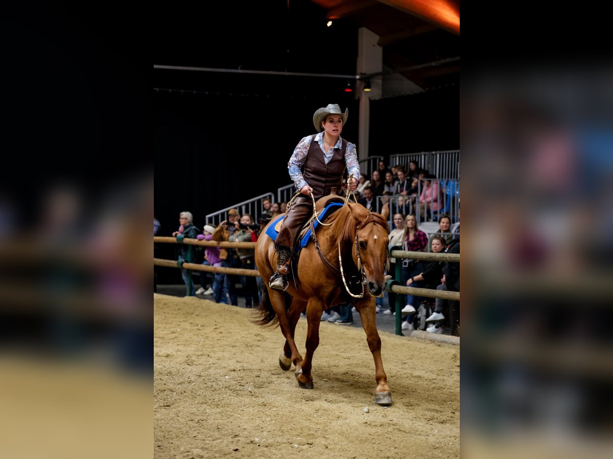 Quarter horse américain Croisé Hongre 14 Ans 158 cm Alezan dun in Wolfern