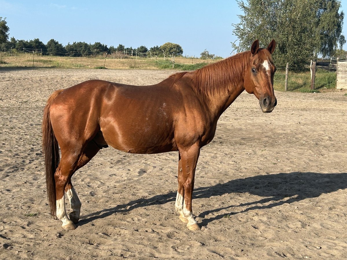 Quarter horse américain Hongre 14 Ans 158 cm Alezan in Teltow