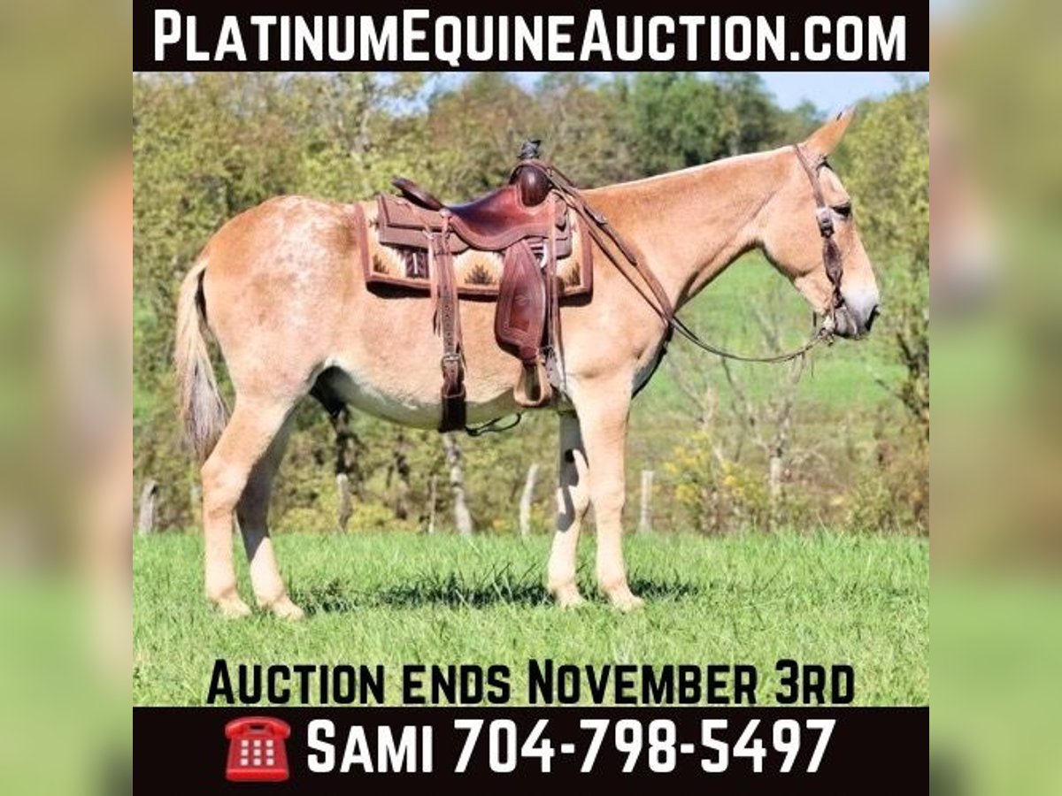 Quarter horse américain Hongre 14 Ans 160 cm Alezan cuivré in Brooksville KY