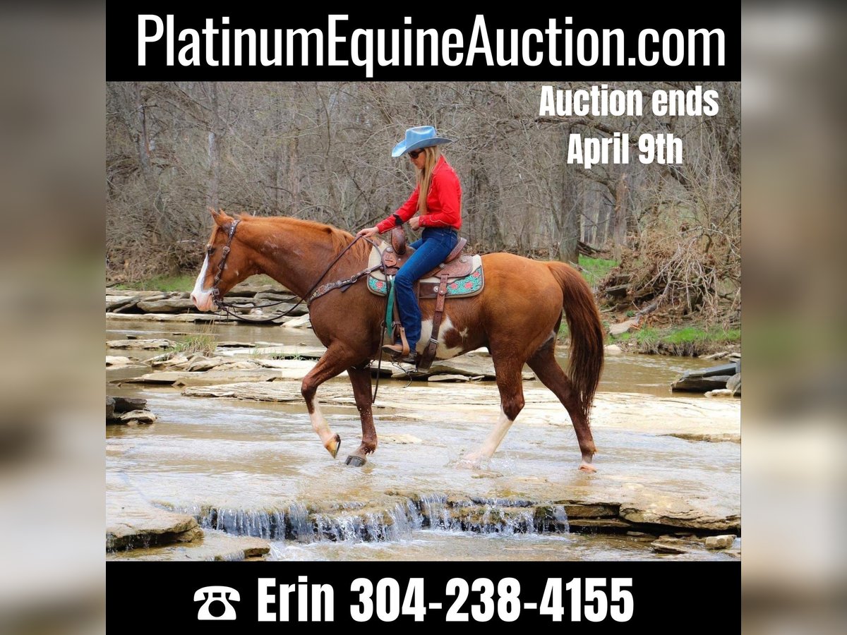 Quarter horse américain Hongre 14 Ans 160 cm Overo-toutes couleurs in Hillsboro KY