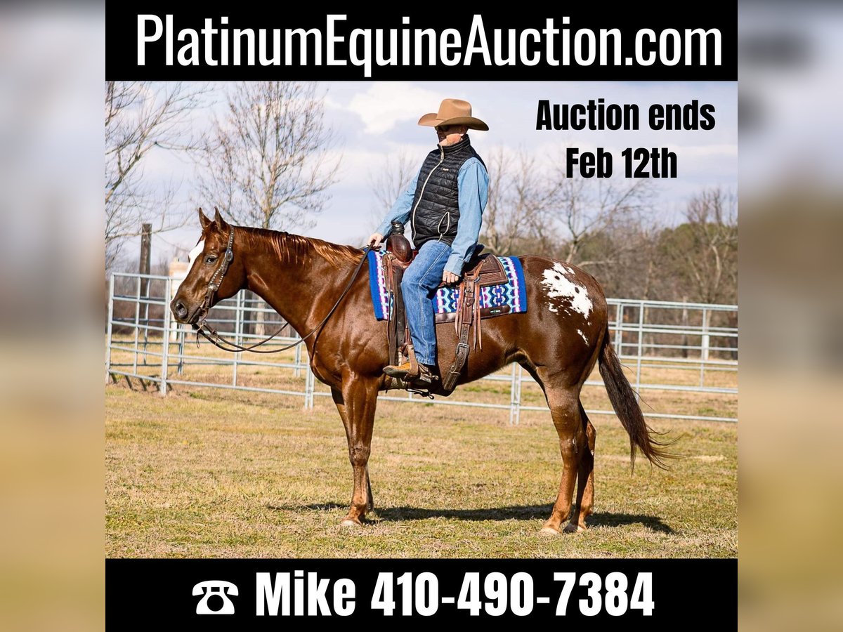 Quarter horse américain Hongre 14 Ans 163 cm Alezan cuivré in Mountain Grove MO