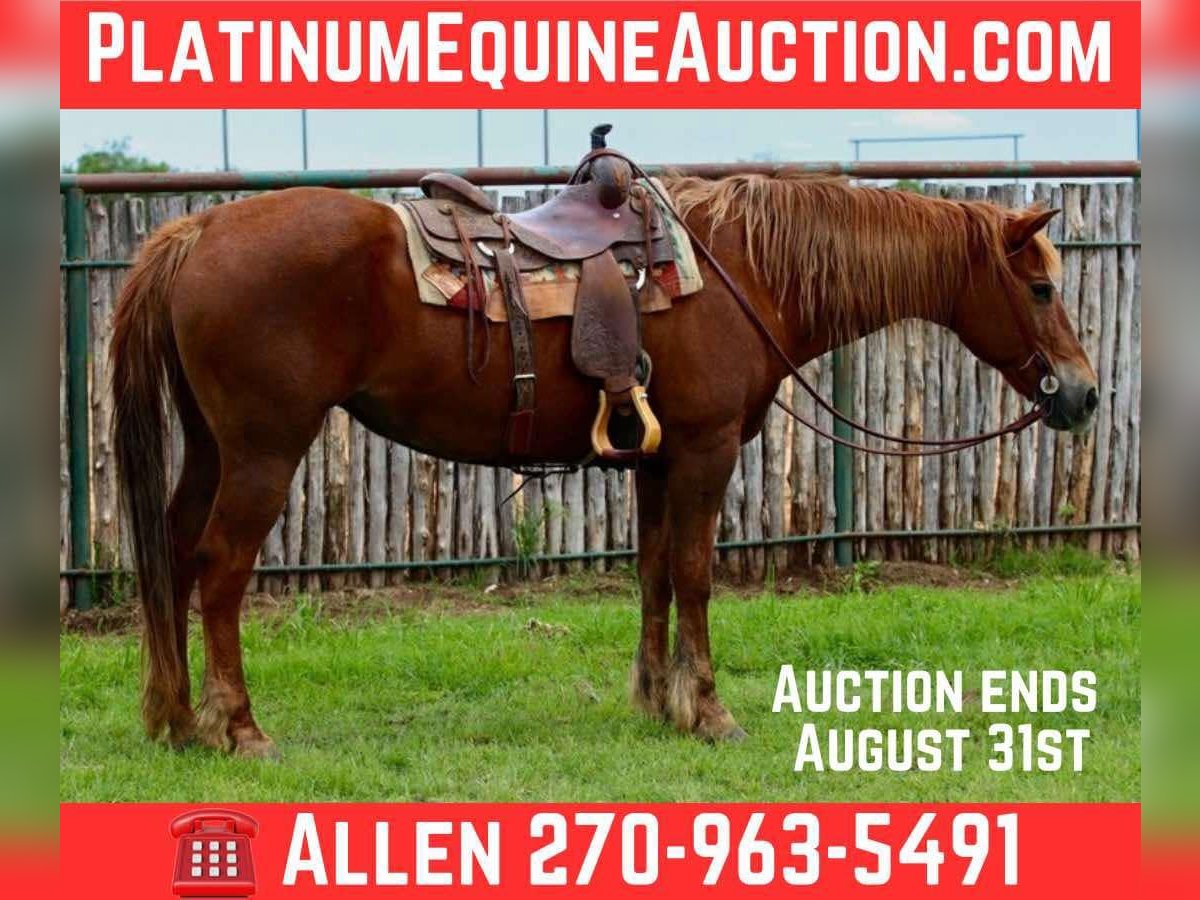 Quarter horse américain Hongre 14 Ans Alezan brûlé in Lipan TX