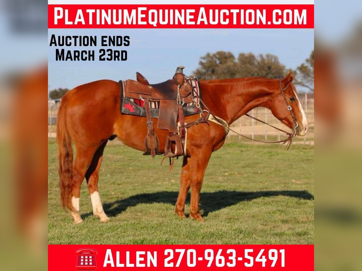 Quarter horse américain Hongre 14 Ans Alezan brûlé in Lipan TX