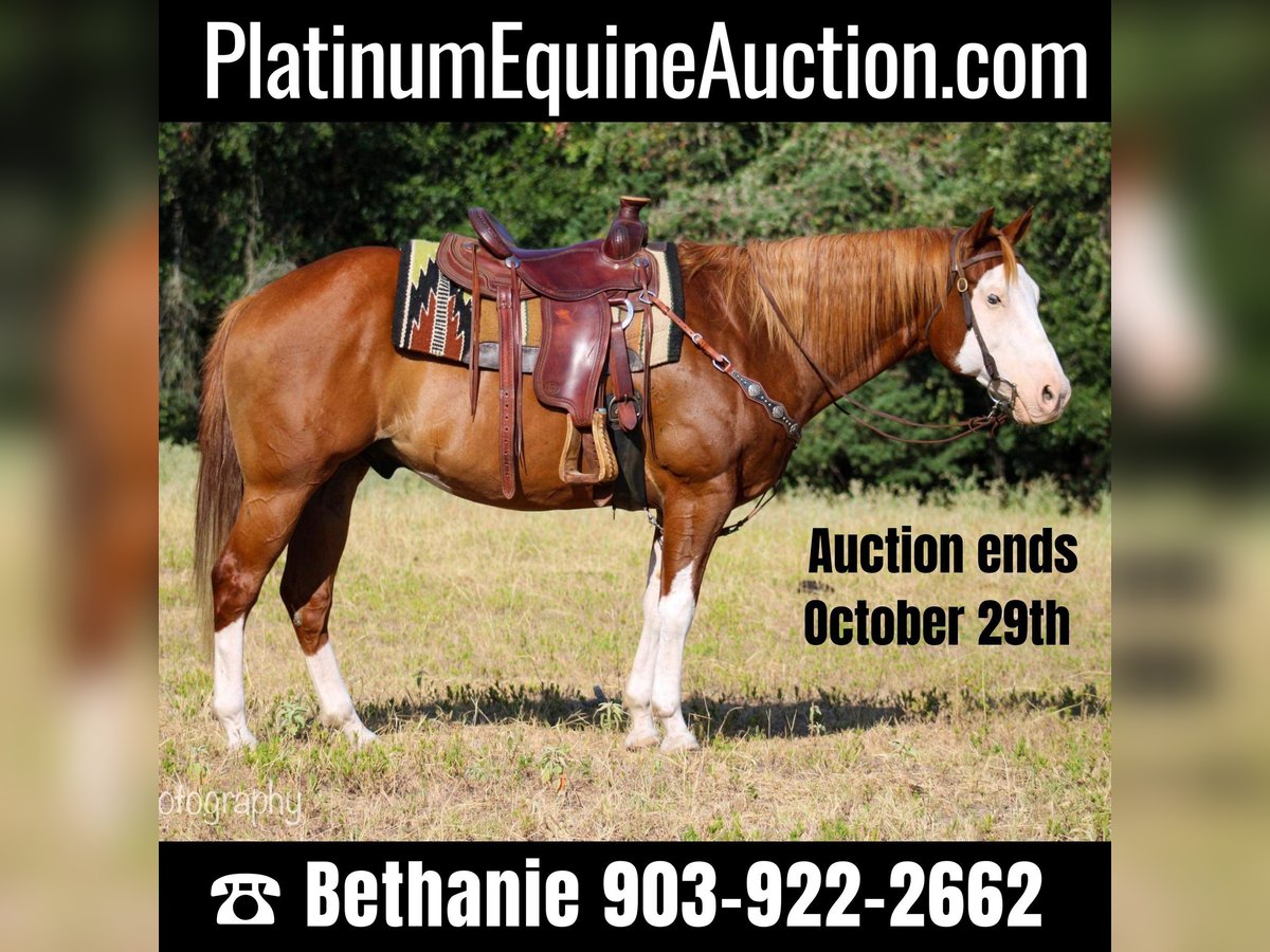 Quarter horse américain Hongre 14 Ans Alezan cuivré in Palestine TX