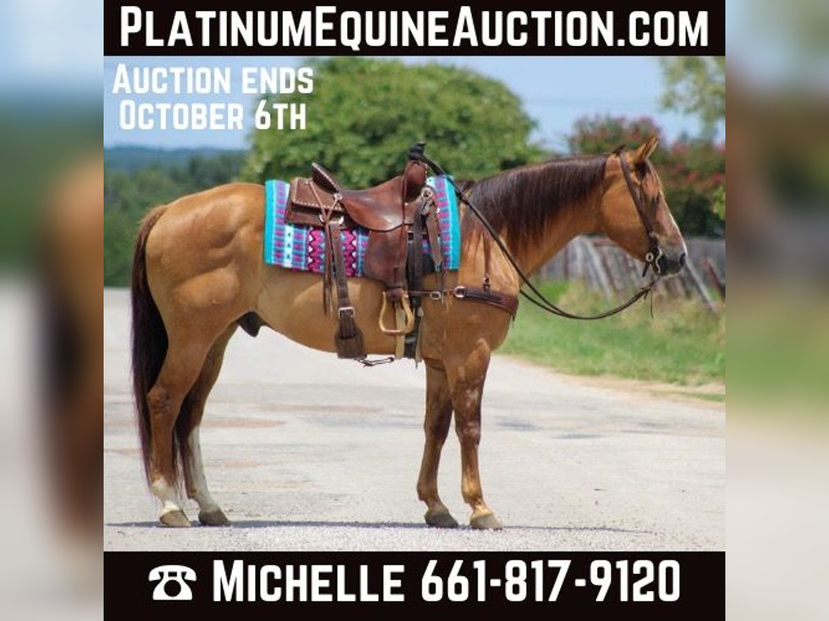 Quarter horse américain Hongre 14 Ans Isabelle in Stephenville TX