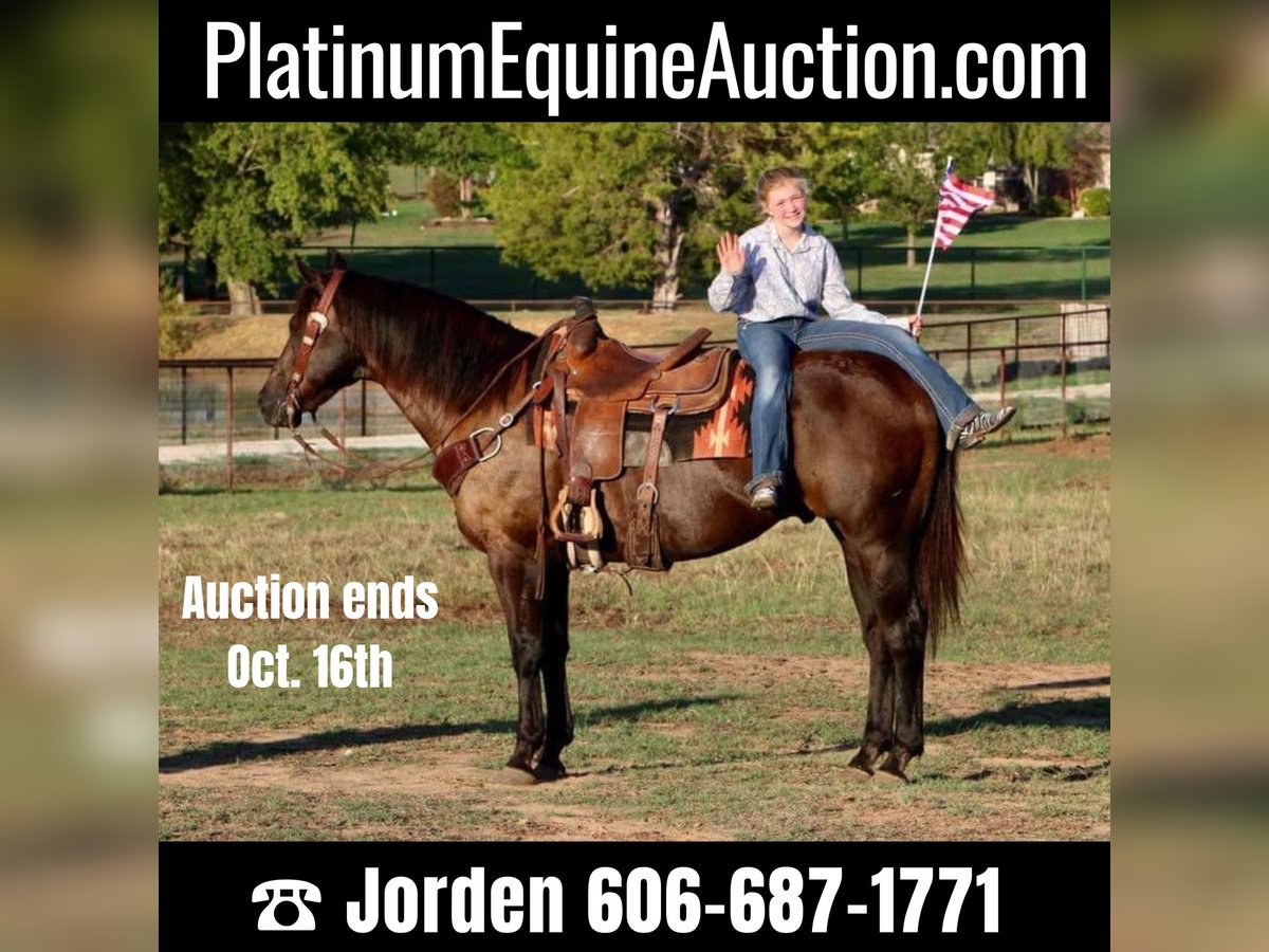 Quarter horse américain Hongre 14 Ans Noir in Cleburne, TX