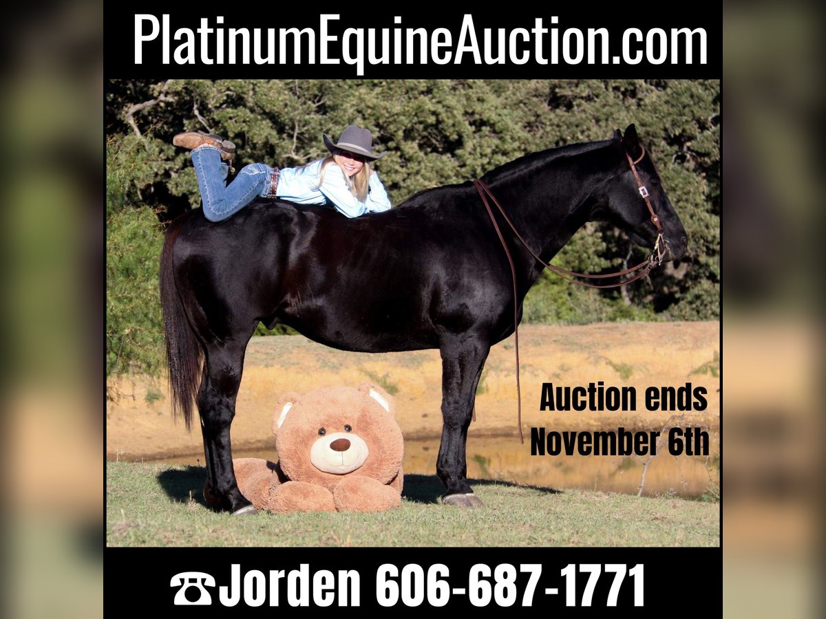 Quarter horse américain Hongre 14 Ans Noir in Clebourne TX