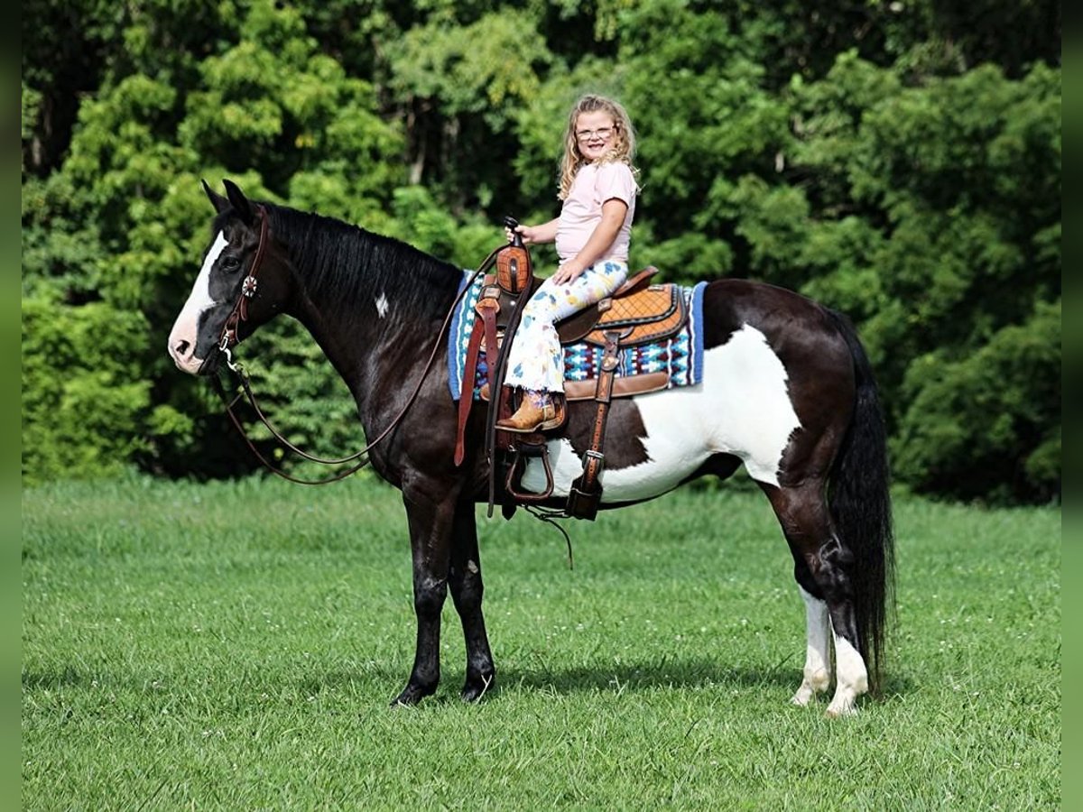 Quarter horse américain Hongre 14 Ans Noir in Mount Vernon, KY