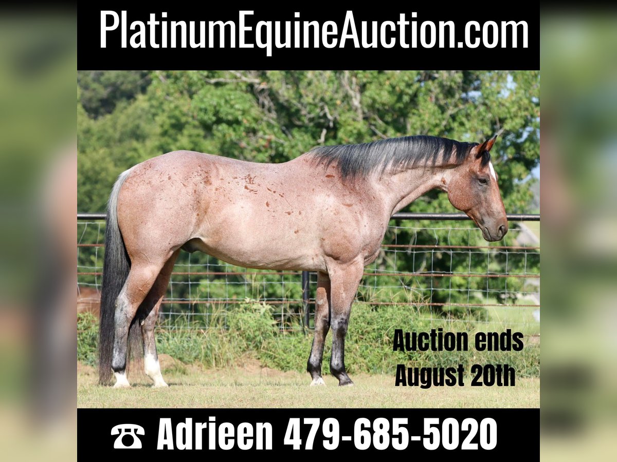 Quarter horse américain Hongre 14 Ans Rouan Rouge in Canton TX