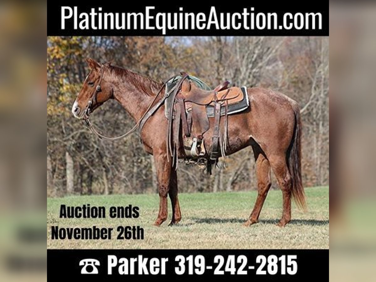 Quarter horse américain Hongre 14 Ans Rouan Rouge in Somerset, KY