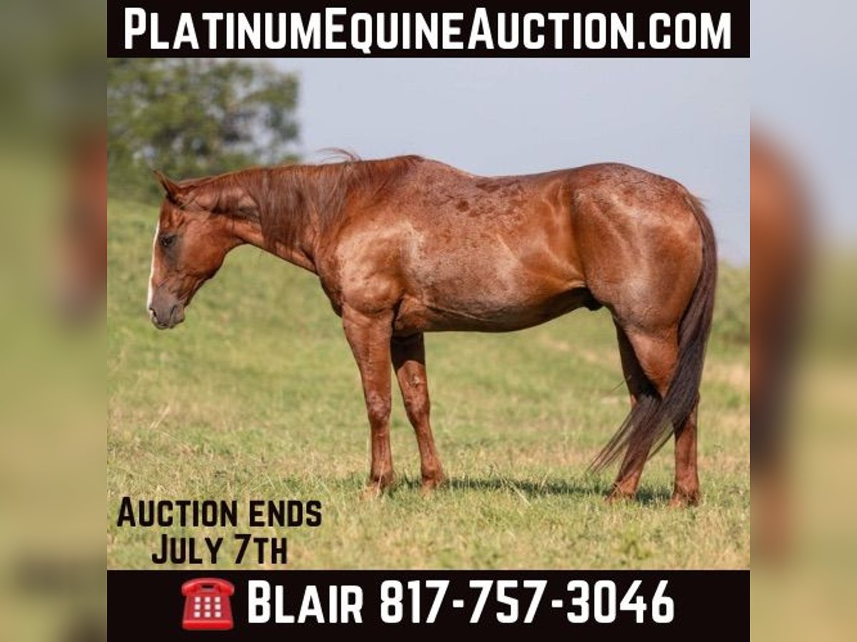 Quarter horse américain Hongre 14 Ans Rouan Rouge in Weatherford TX