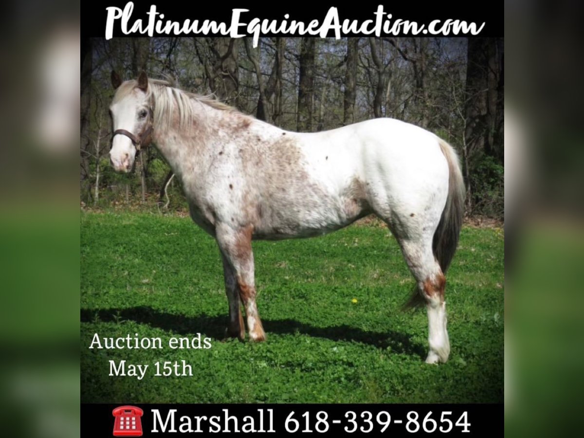 Quarter horse américain Hongre 15 Ans 140 cm Blanc in Effingham Il