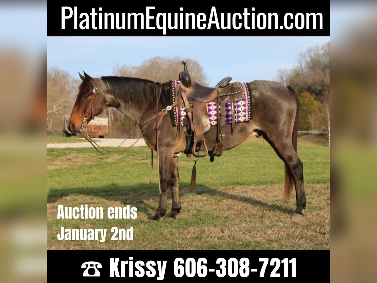 Quarter horse américain Hongre 15 Ans 150 cm Roan-Bay in Mount Vernon Ky