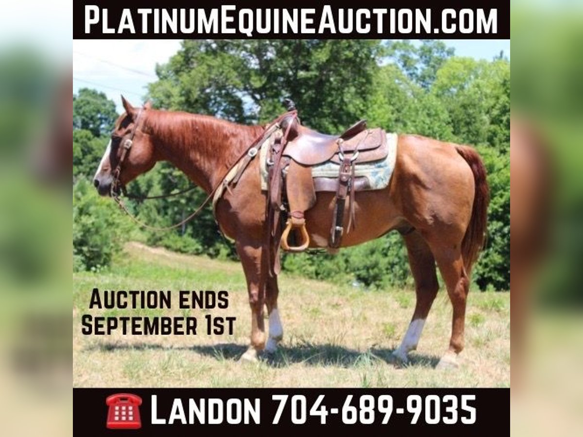 Quarter horse américain Hongre 15 Ans 152 cm Alezan brûlé in Cherryville NC