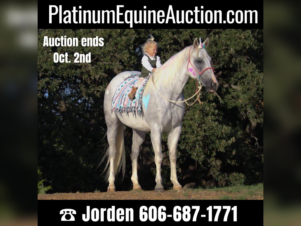 Quarter horse américain Hongre 15 Ans 152 cm Gris in Cleburne TX