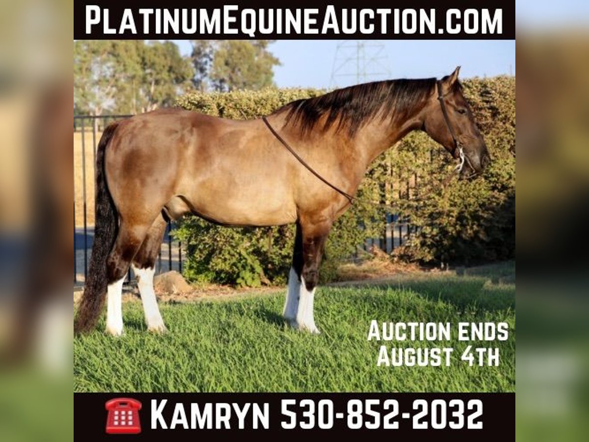 Quarter horse américain Hongre 15 Ans 152 cm Grullo in Pleasant Grove CA