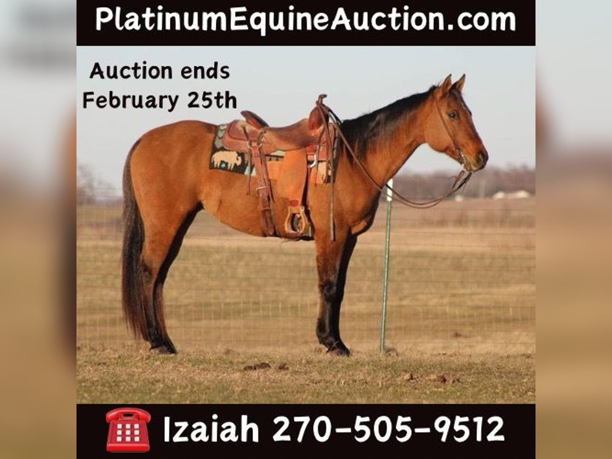 Quarter horse américain Hongre 15 Ans 152 cm Isabelle in Sonora, KY