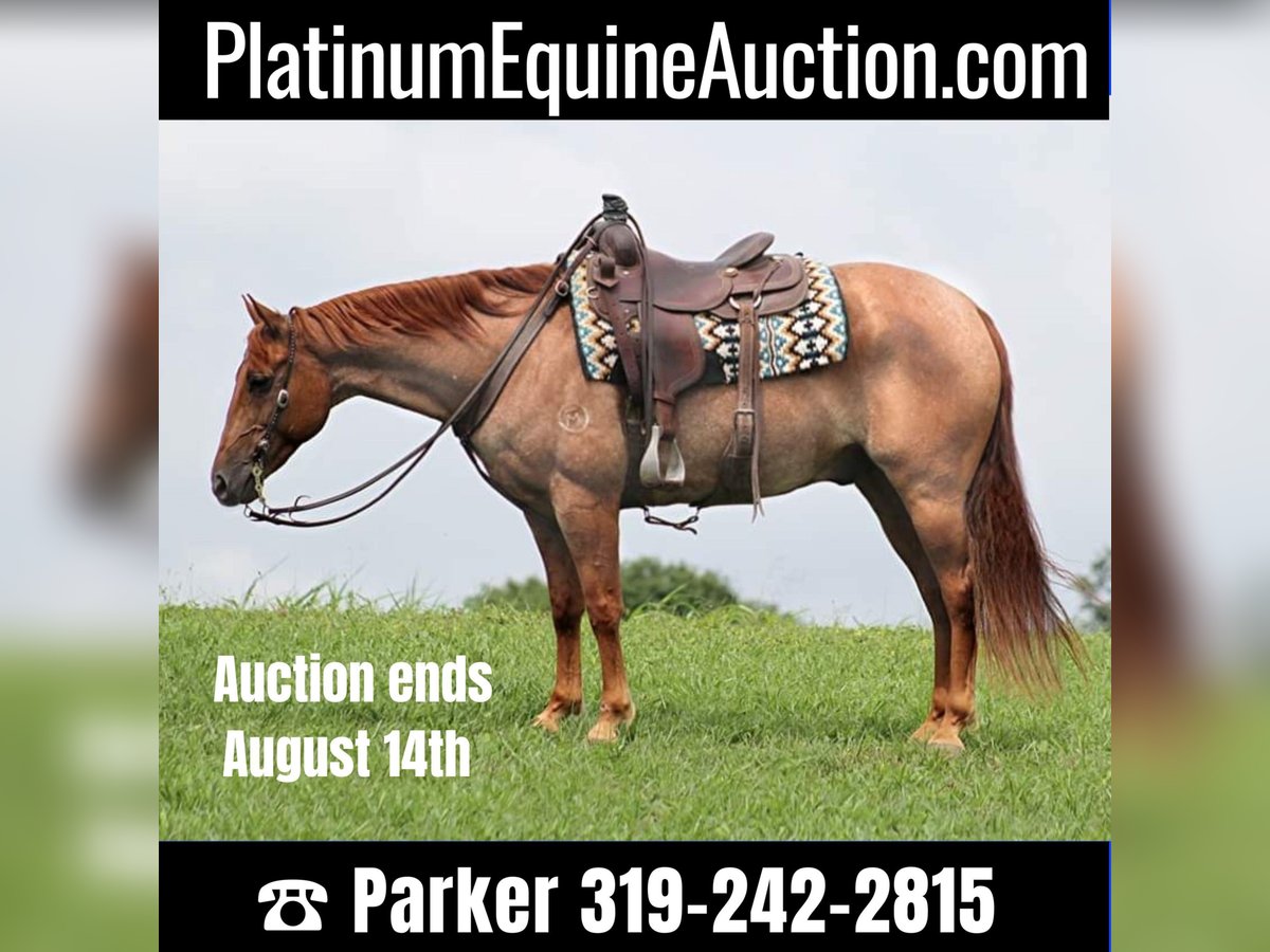 Quarter horse américain Hongre 15 Ans 152 cm Rouan Rouge in Brodhead KY
