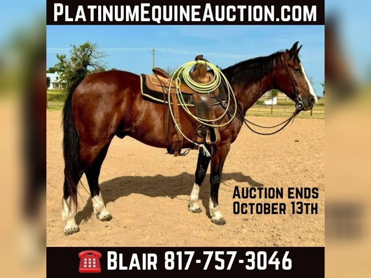 Quarter horse américain Hongre 15 Ans 155 cm Bai cerise in weatherford TX