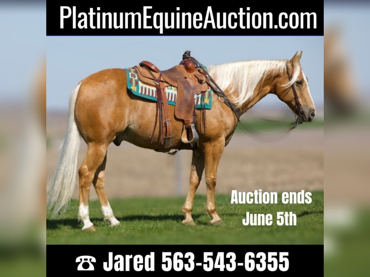 Quarter horse américain Hongre 15 Ans 155 cm Palomino in Bernard IA