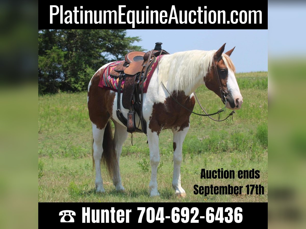 Quarter horse américain Hongre 15 Ans 155 cm Tobiano-toutes couleurs in Madill OK