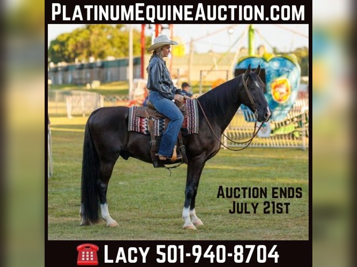 Quarter horse américain Hongre 15 Ans 160 cm Noir in Quitman, AR