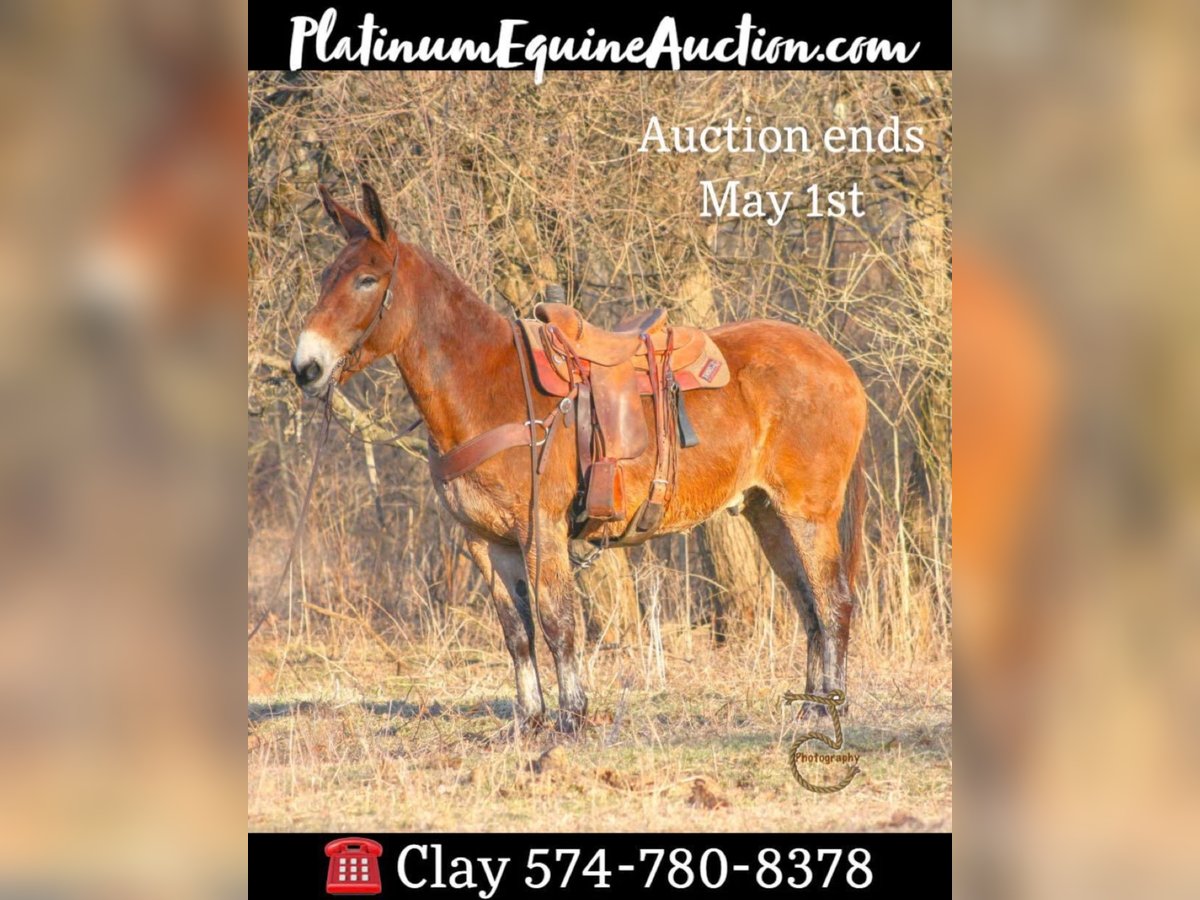 Quarter horse américain Hongre 15 Ans 163 cm Bai cerise in Walkerton IN