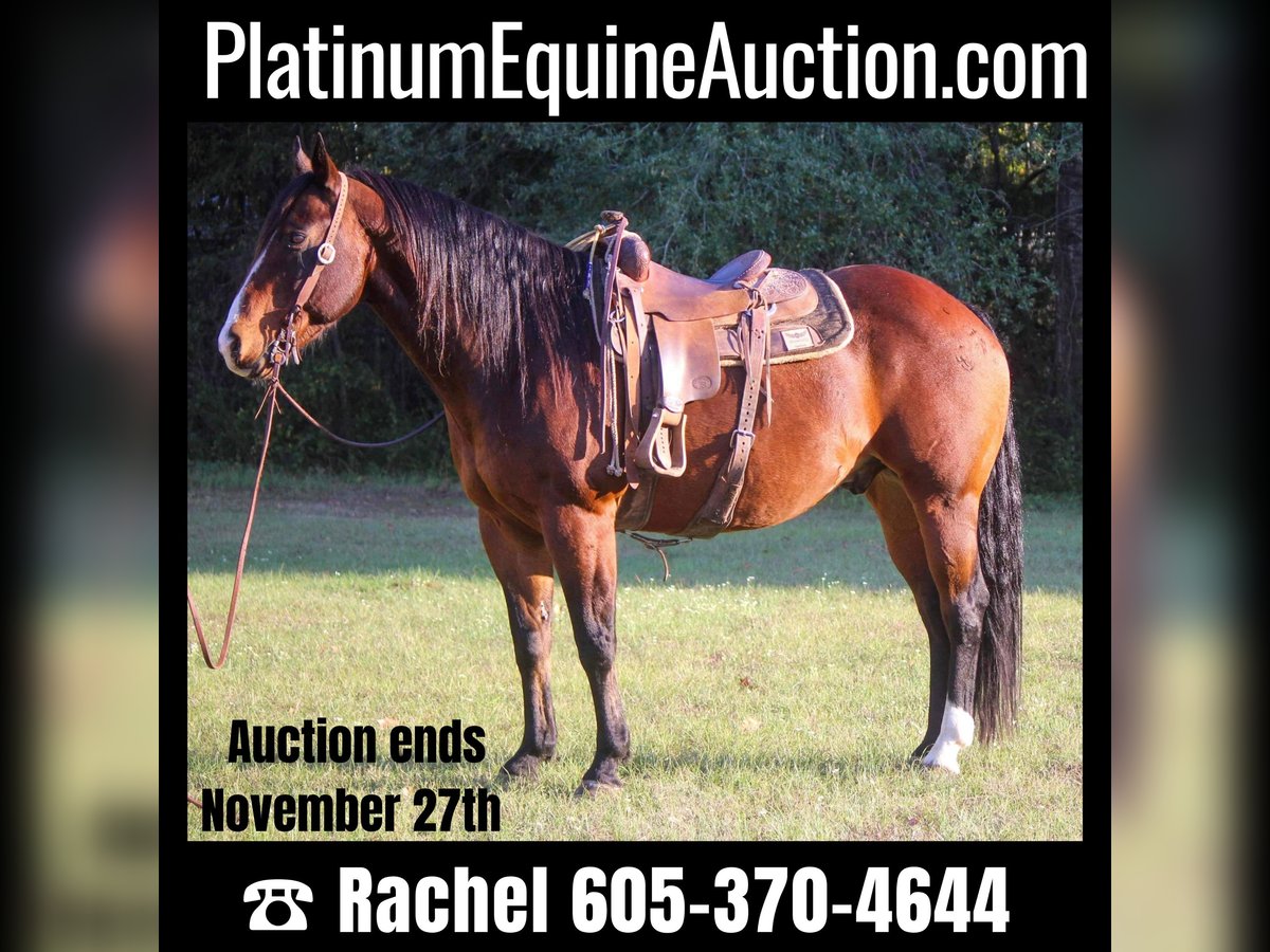 Quarter horse américain Hongre 15 Ans Bai cerise in Rusk TX