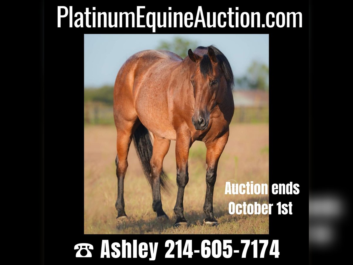 Quarter horse américain Hongre 15 Ans Roan-Bay in Weatherford TX