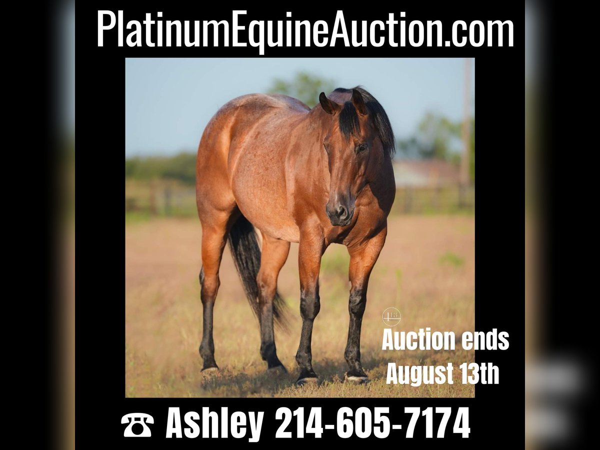 Quarter horse américain Hongre 15 Ans Roan-Bay in Weatherford TX