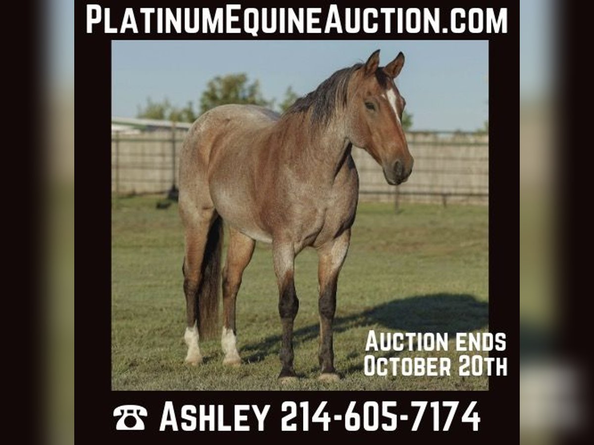 Quarter horse américain Hongre 15 Ans Roan-Bay in Weatherford TX