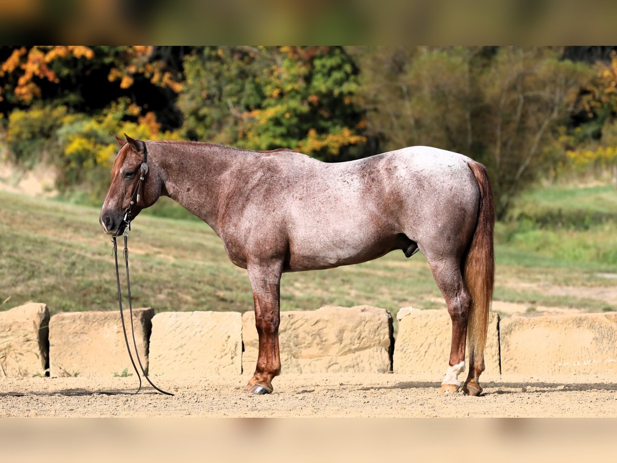 Quarter horse américain Hongre 15 Ans Rouan Rouge in Millersburg