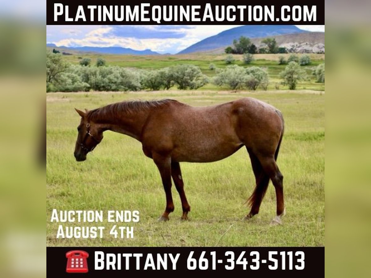 Quarter horse américain Hongre 15 Ans Rouan Rouge in Stephenville TX