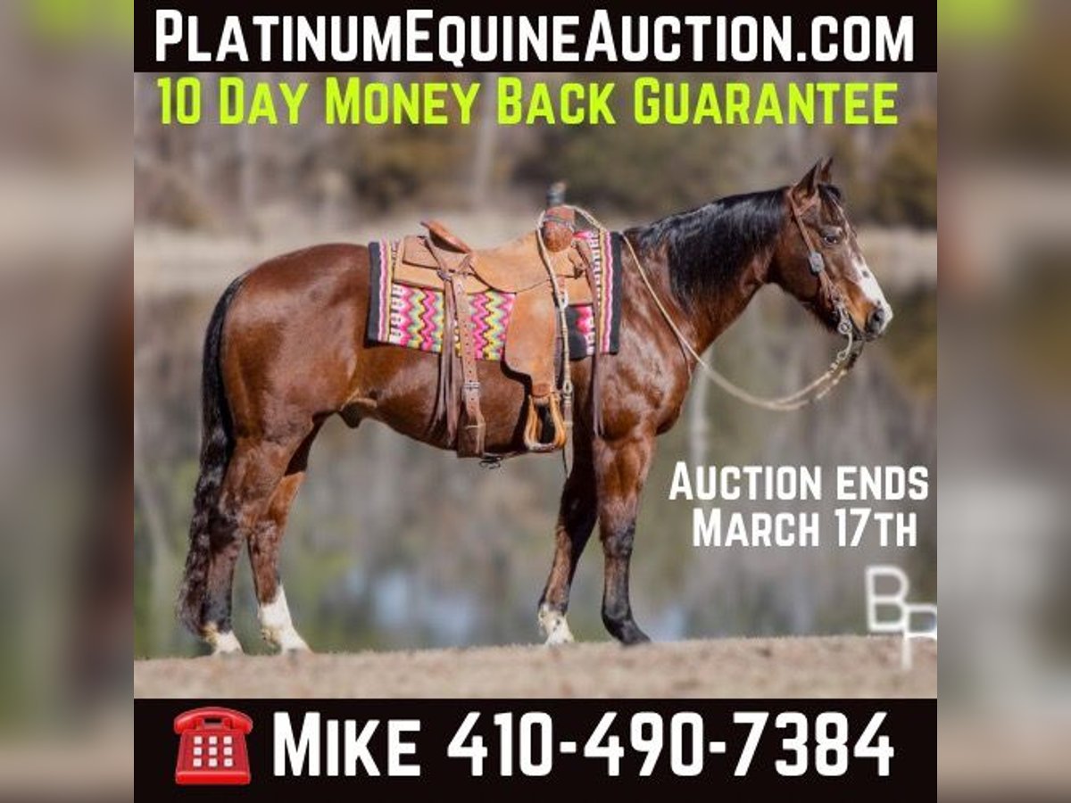 Quarter horse américain Hongre 16 Ans 147 cm Bai cerise in Mountain Grove MO