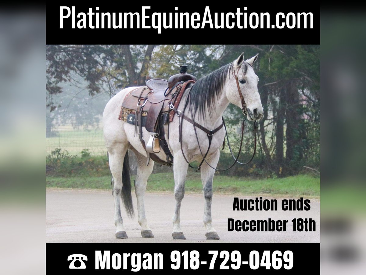 Quarter horse américain Hongre 16 Ans 147 cm Gris in Cushing OK