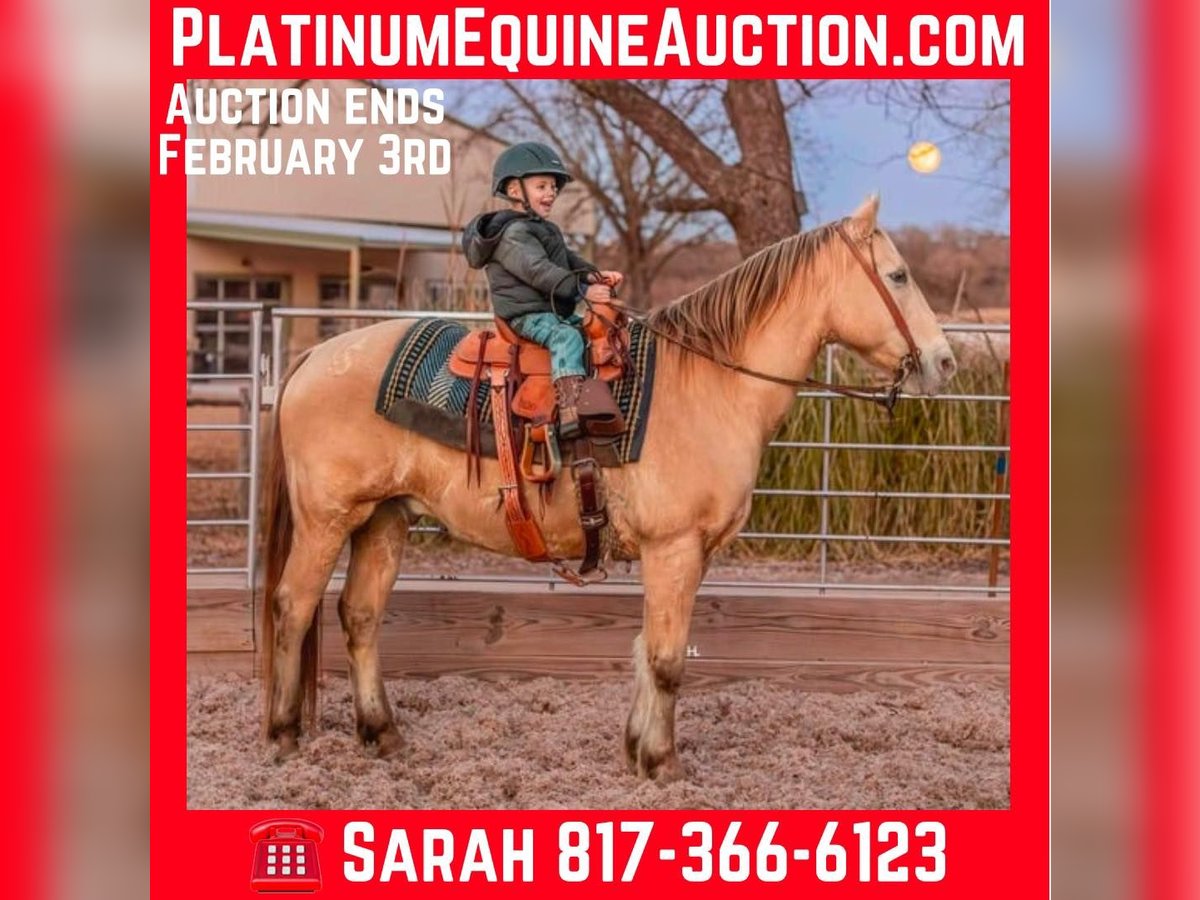 Quarter horse américain Hongre 16 Ans 150 cm Champagne in Weatherford TX