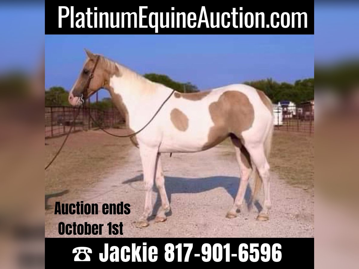 Quarter horse américain Hongre 16 Ans 150 cm Palomino in Weatherford TX