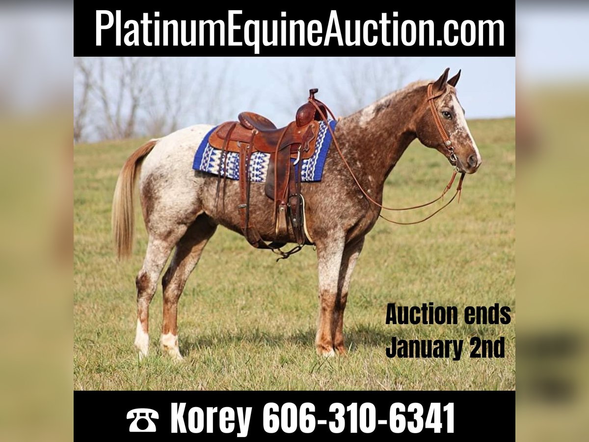 Quarter horse américain Hongre 16 Ans 152 cm Rouan Rouge in Whitley city Ky