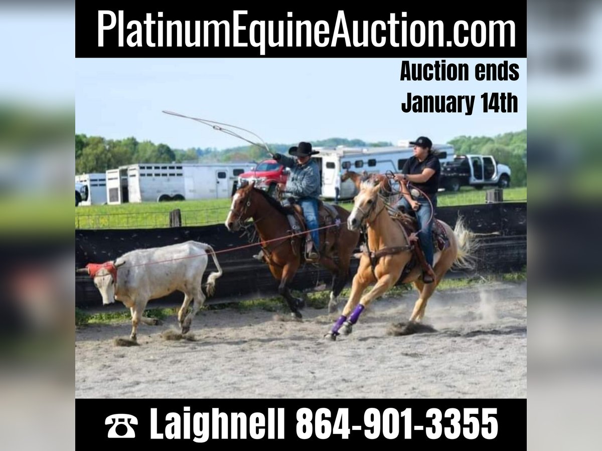 Quarter horse américain Hongre 16 Ans 157 cm Palomino in Pickens SC