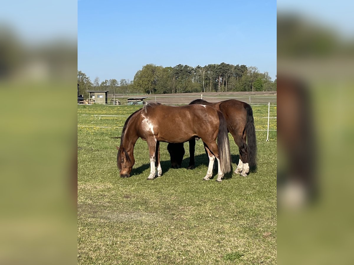 Quarter horse américain Croisé Hongre 16 Ans 160 cm Alezan in Hohne