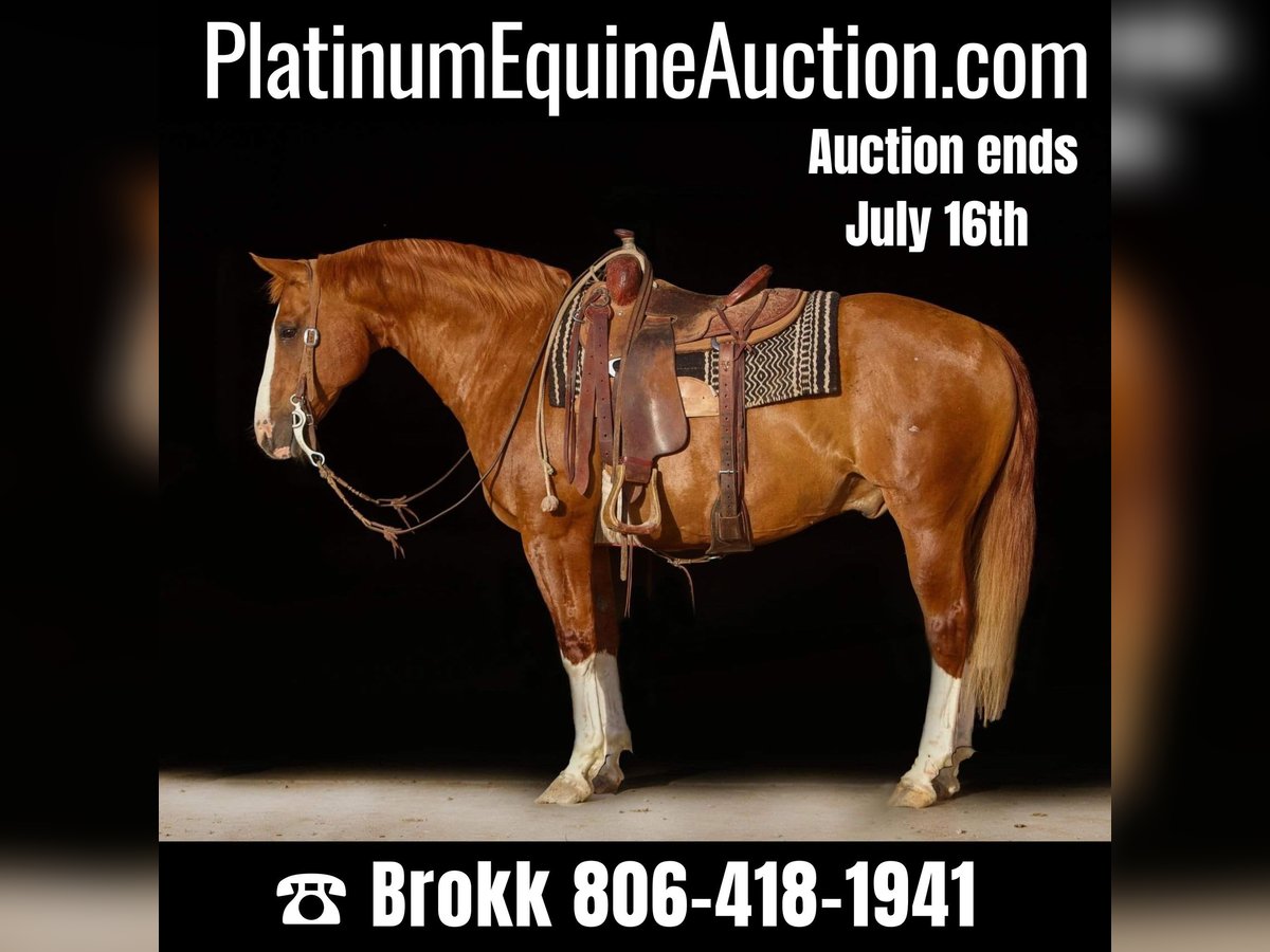 Quarter horse américain Hongre 16 Ans Alezan brûlé in Amarillo TX