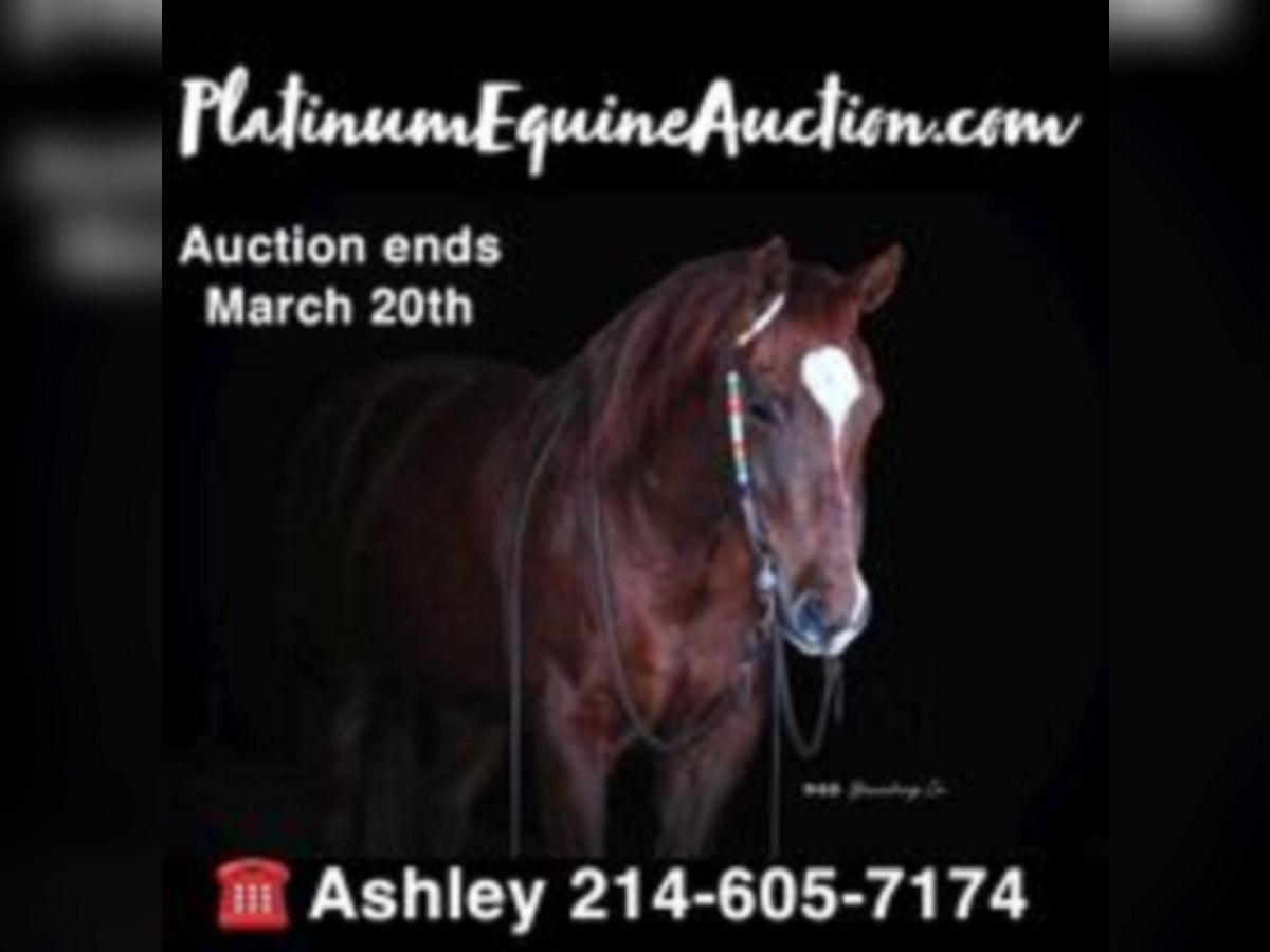 Quarter horse américain Hongre 16 Ans Alezan cuivré in Weatherford, TX