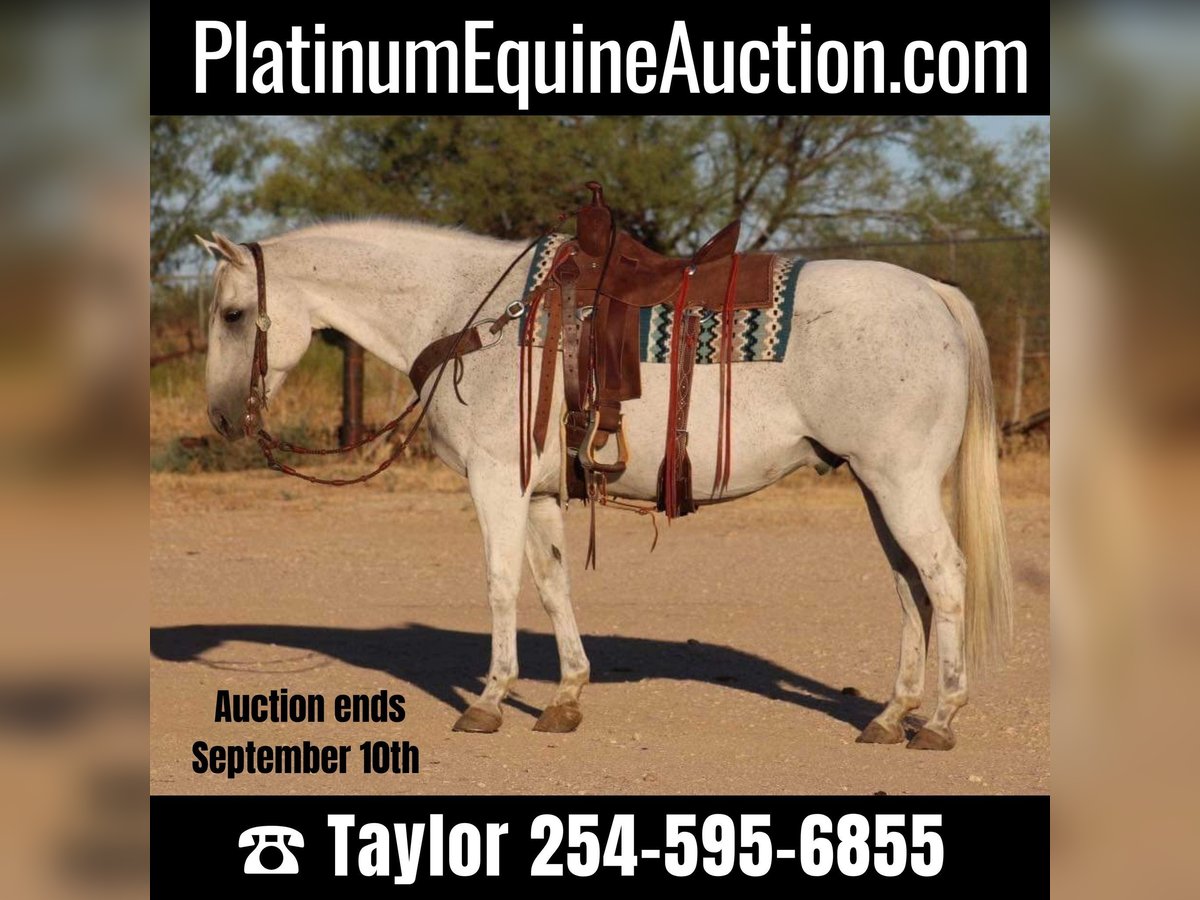 Quarter horse américain Hongre 16 Ans Gris in Eastland, TX