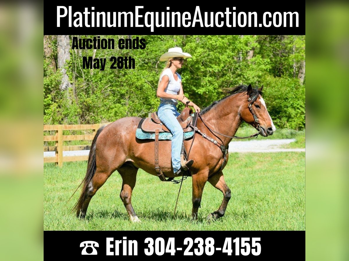 Quarter horse américain Hongre 16 Ans Roan-Bay in Hillsboro KY