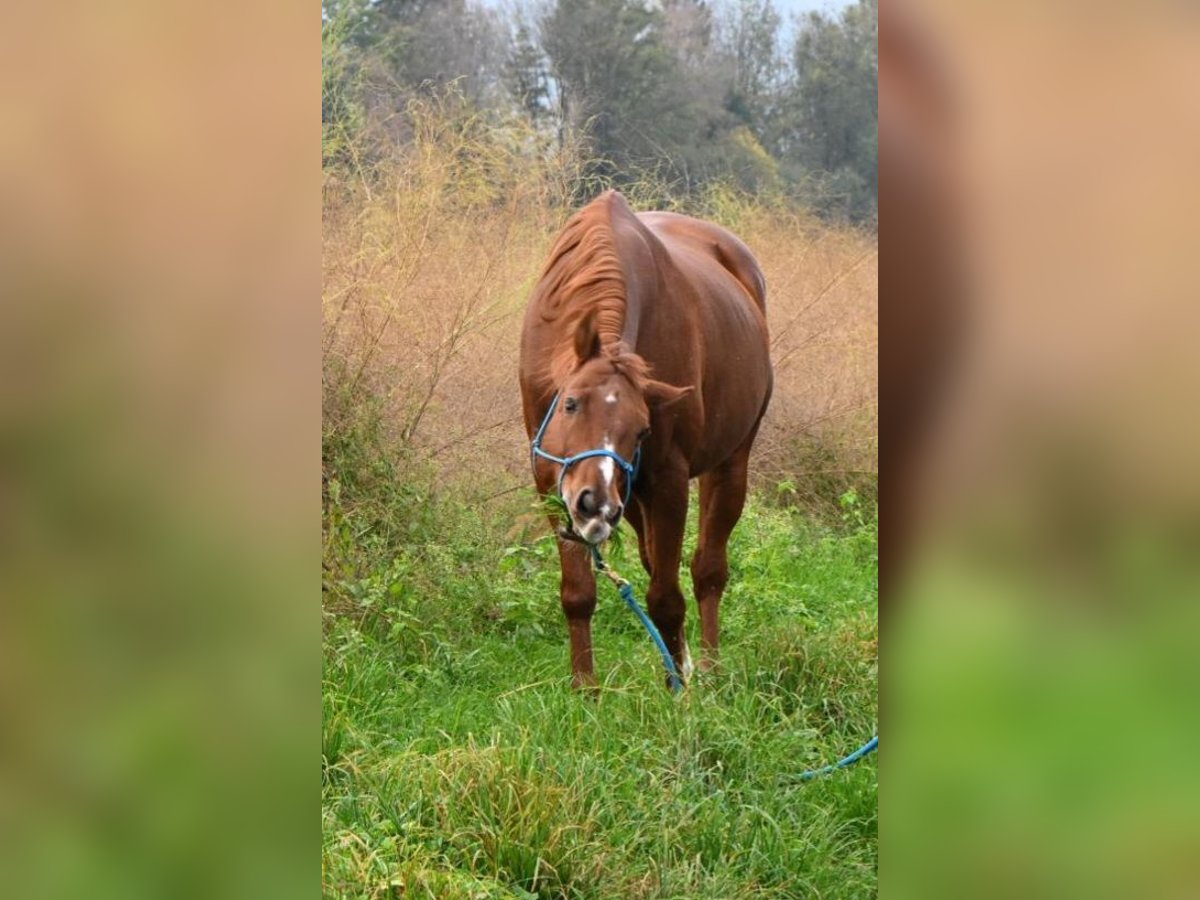 Quarter horse américain Hongre 17 Ans 149 cm Alezan in Diepoldsau