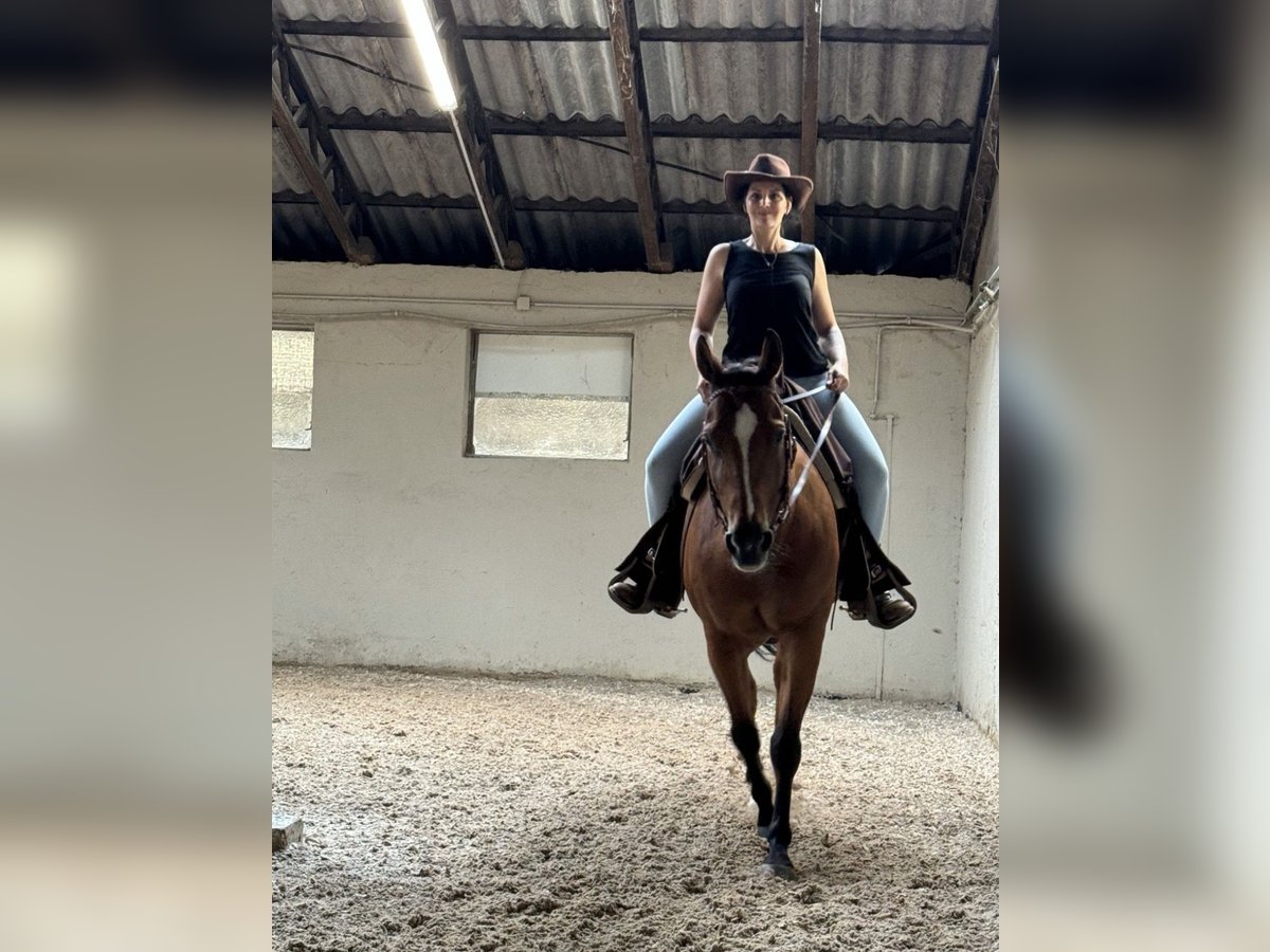 Quarter horse américain Hongre 17 Ans 150 cm Bai in PforzheimPforzheim