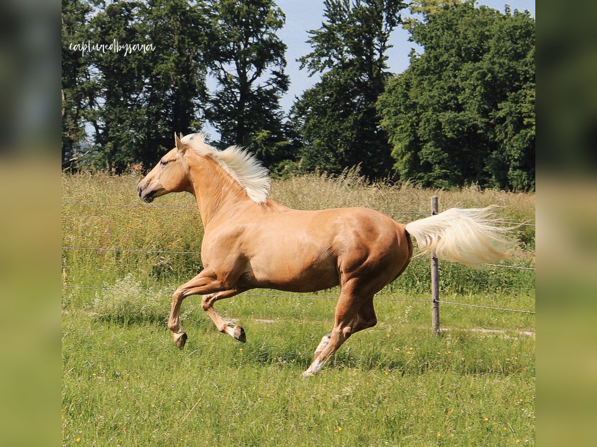 Quarter horse américain Hongre 17 Ans 160 cm Palomino in Traunreut