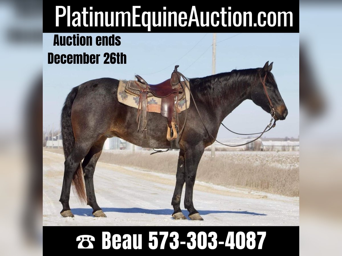 Quarter horse américain Hongre 17 Ans 160 cm Rouan Bleu in Sweet Springs, MO