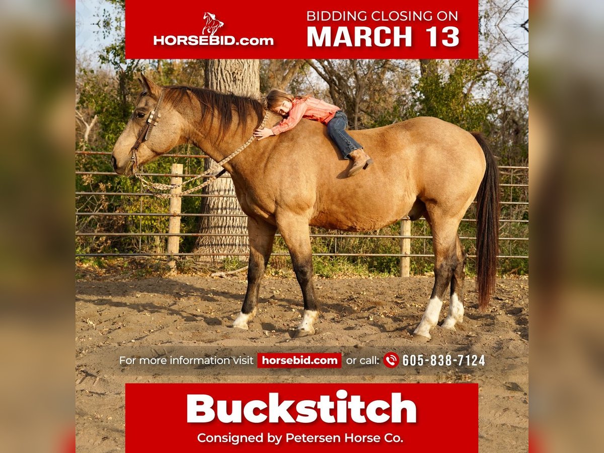 Quarter horse américain Hongre 17 Ans Buckskin in Valley Springs, SD